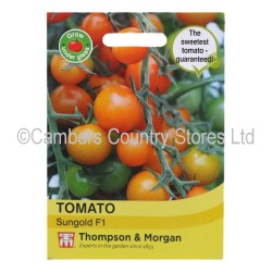 Thompson & Morgan Tomato Sungold
